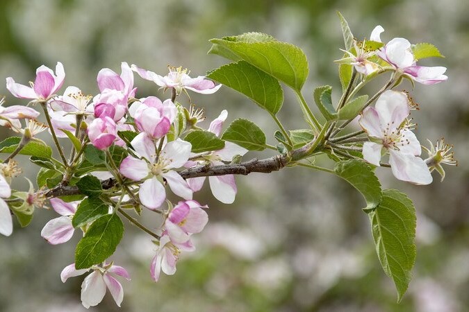  Romaria a Armamar para fotografar macieiras em flor - Jornal do Centro