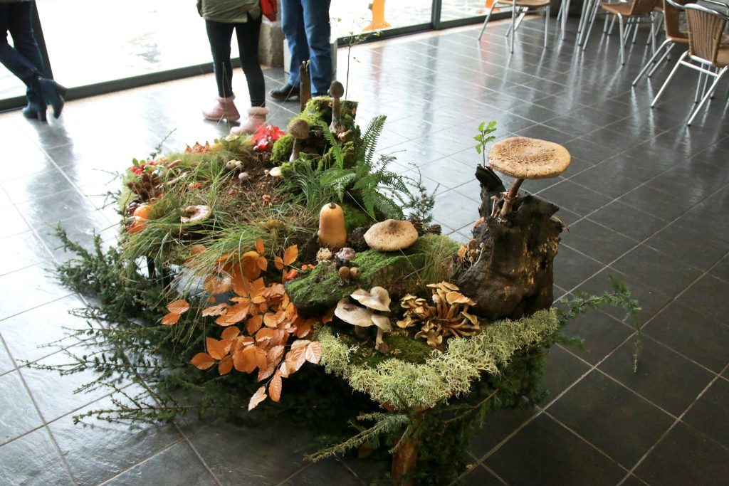  Escola Superior Agrária organiza apanha de cogumelos - Jornal do Centro