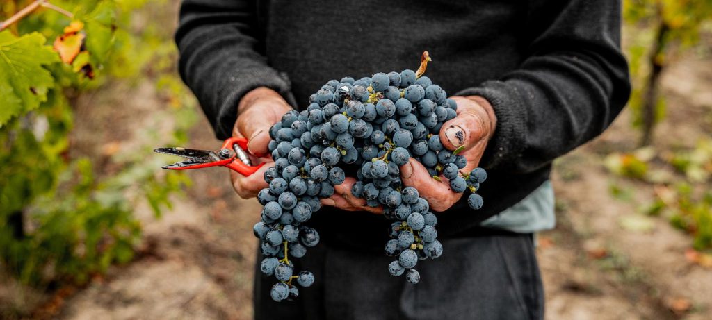  Empresa aposta em ‘vinhos sem regras’ para posicionar o Dão - Jornal do Centro