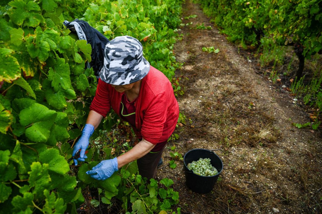  Vindimas começam no Dão. Espera-se um bom vinho, mas a chuva podia dar uma ajuda - Jornal do Centro