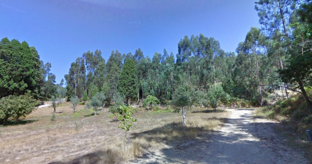  Em Mortágua, vão ser plantados sobreiros, carvalhos e medronheiros - Jornal do Centro