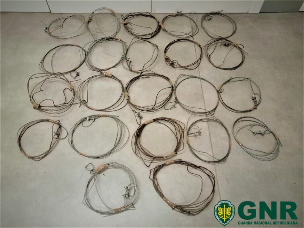  Apanhados a caçar javalis de forma ilegal - Jornal do Centro