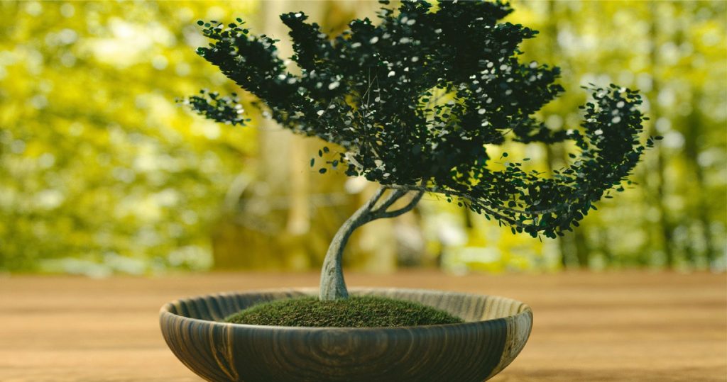  Sátão: Câmara organiza oficina sobre a arte do Bonsai - Jornal do Centro
