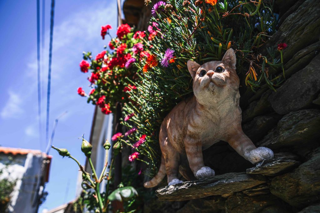  S. João da Pesqueira: a rua onde os gatos contam uma história judaica - Jornal do Centro