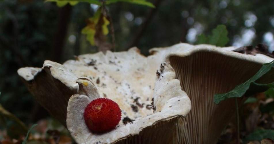  Alunos da Emídio Navarro organizam passeio micológico - Jornal do Centro