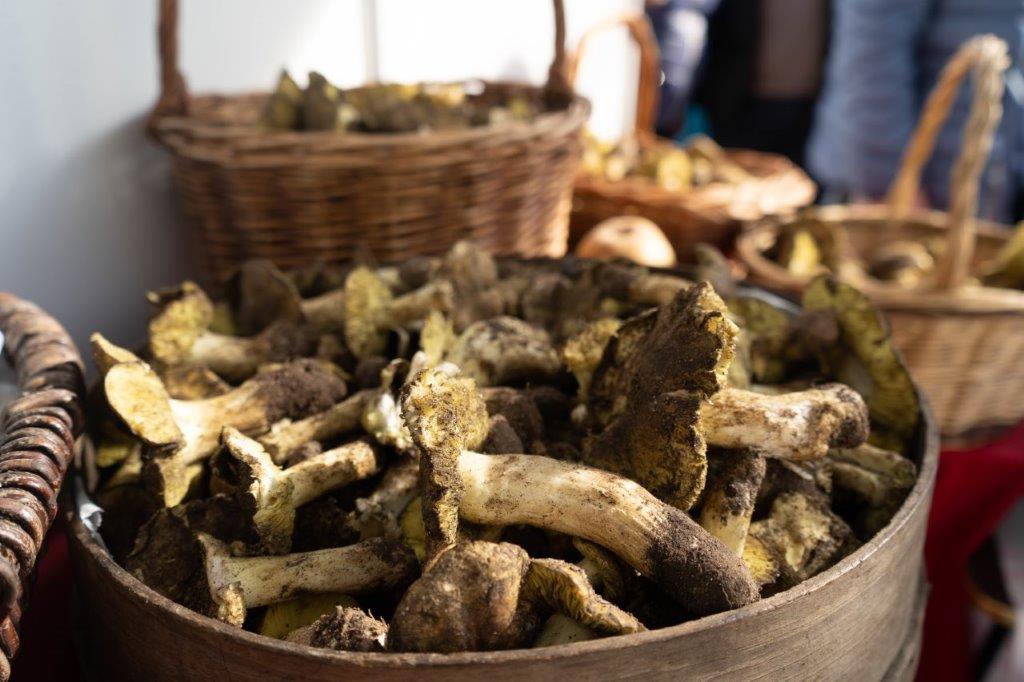  Feira do Míscaro no próximo domingo em Sátão - Jornal do Centro