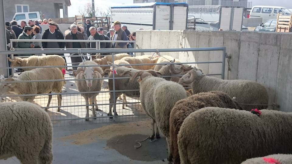  Aguiar da Beira: Gado e queijo em destaque na Festa do Pastor - Jornal do Centro