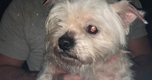  Encontrado animal abandonado em Cinfães. Dono identificado - Jornal do Centro