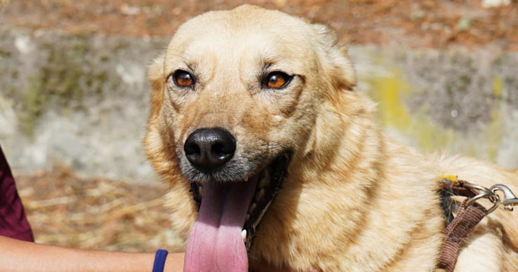  Formações sobre animais este fim de semana em Lamego - Jornal do Centro