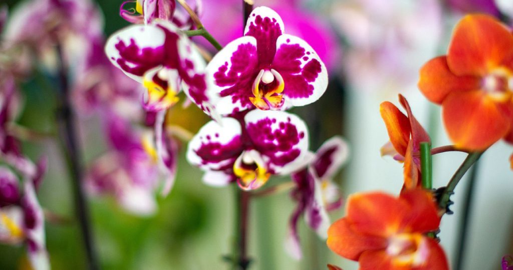  Cepões (Viseu) recebe exposição de orquídeas raras - Jornal do Centro