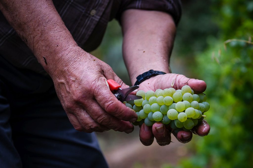  Viticultores do Douro reclamam medidas que travem o abandono da vinha - Jornal do Centro