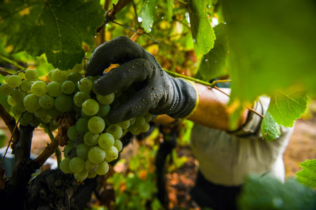  Mau tempo: Suspensa receção de uvas em Silgueiros - Jornal do Centro