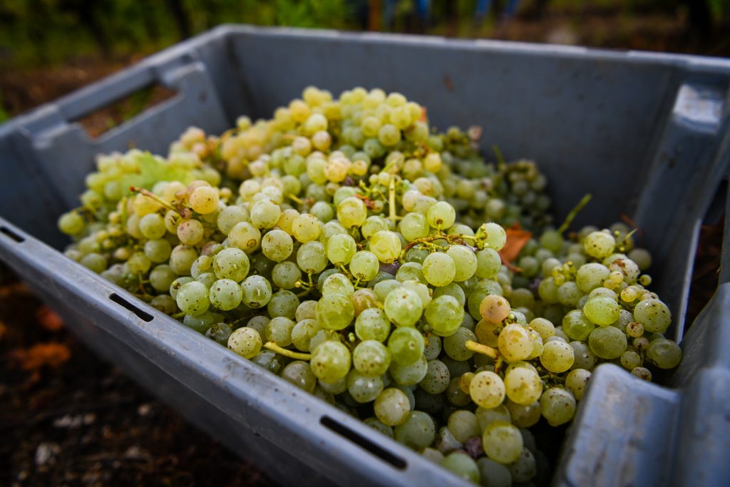  Produção de vinho no Douro poderá aumentar 10% nesta vindima - Jornal do Centro
