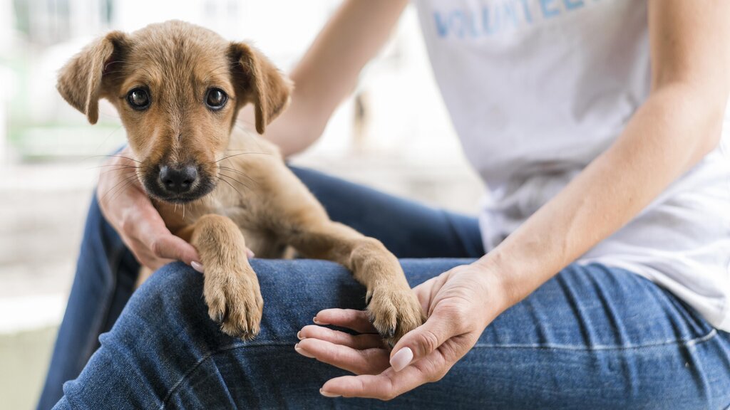  Campanha de adoção animal este sábado em Moimenta da Beira - Jornal do Centro