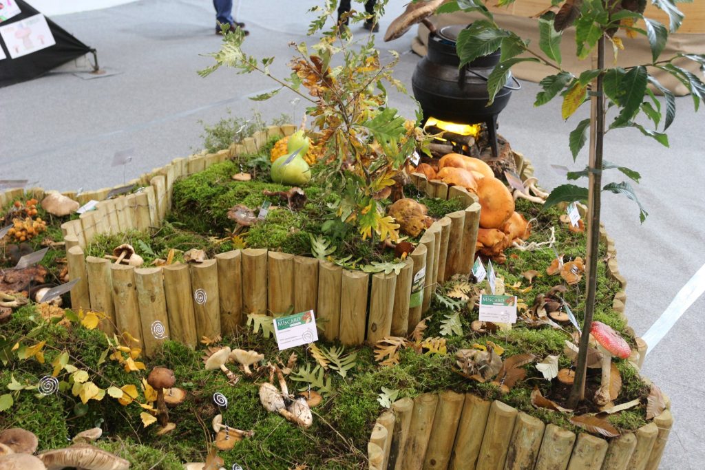  Míscaro volta a ser ‘rei’ no próximo fim de semana em Aguiar da Beira - Jornal do Centro