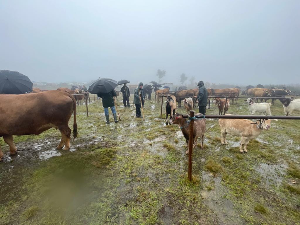  Concurso de gado destacou atividade pecuária de Vouzela - Jornal do Centro