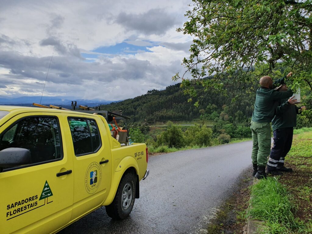  CIM Viseu Dão Lafões e Região de Coimbra unidas em projeto de combate à vespa asiática - Jornal do Centro