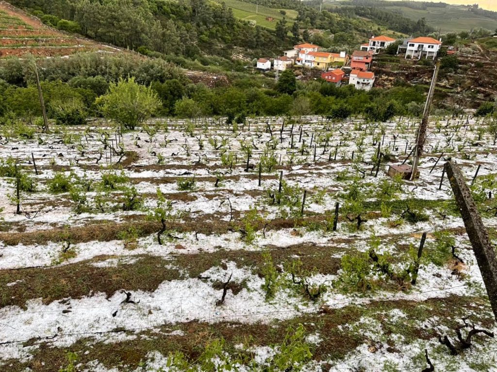  Agricultores de Penedono e Sernancelhe com apoios para minimizar estragos - Jornal do Centro