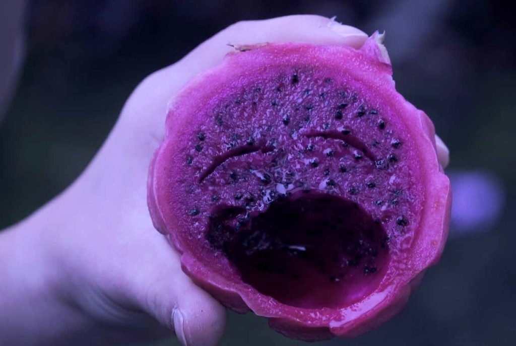  Vista Curta termina com festa no Carmo’81, em Viseu - Jornal do Centro