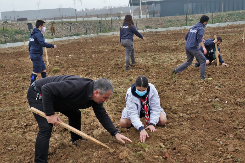  Escuteiros plantaram 50 espécies de árvores em Mortágua - Jornal do Centro