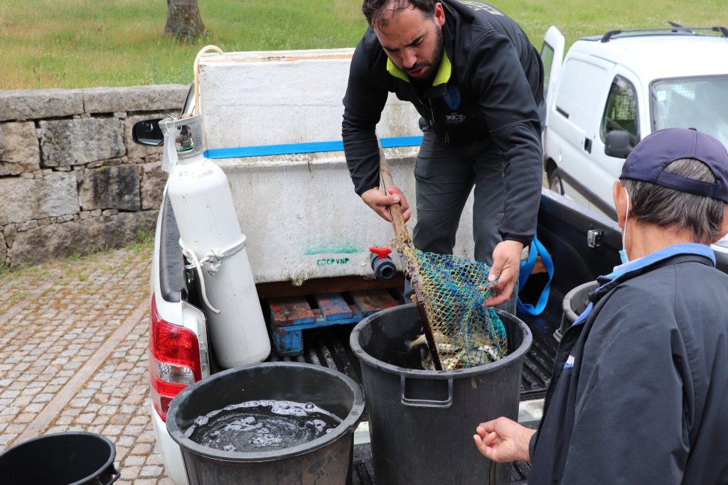  Vila Nova de Paiva: Festival da Truta assinala este ano a 10.ª edição - Jornal do Centro