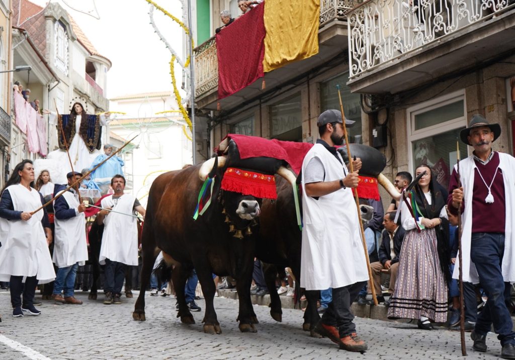  PAN critica utilização de bois na procissão do triunfo em Lamego - Jornal do Centro