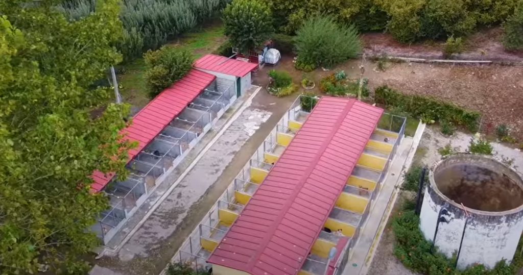  Tarouca organiza campanha de sensibilização para a causa animal - Jornal do Centro