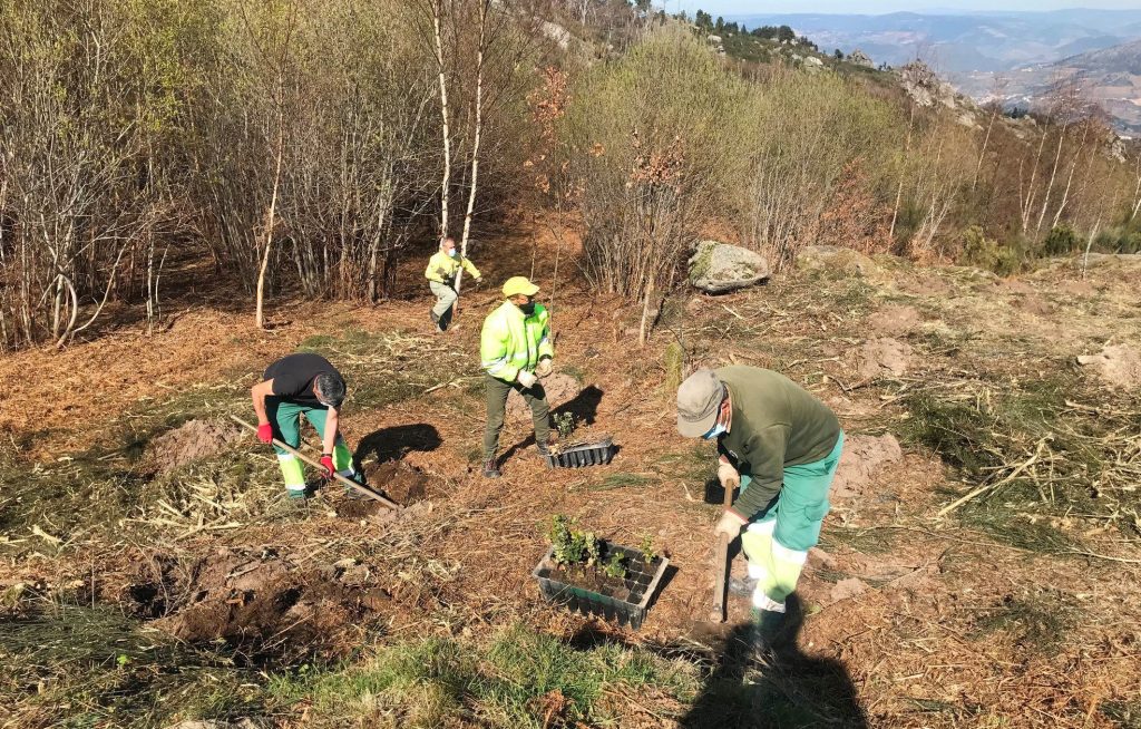  Dia da Árvore assinalado com plantações em Lamego e Moimenta da Beira - Jornal do Centro