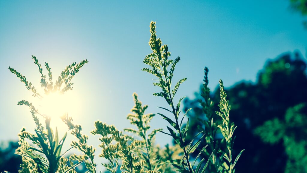  Sol regressa à região de Viseu que regista um aumento de temperaturas - Jornal do Centro
