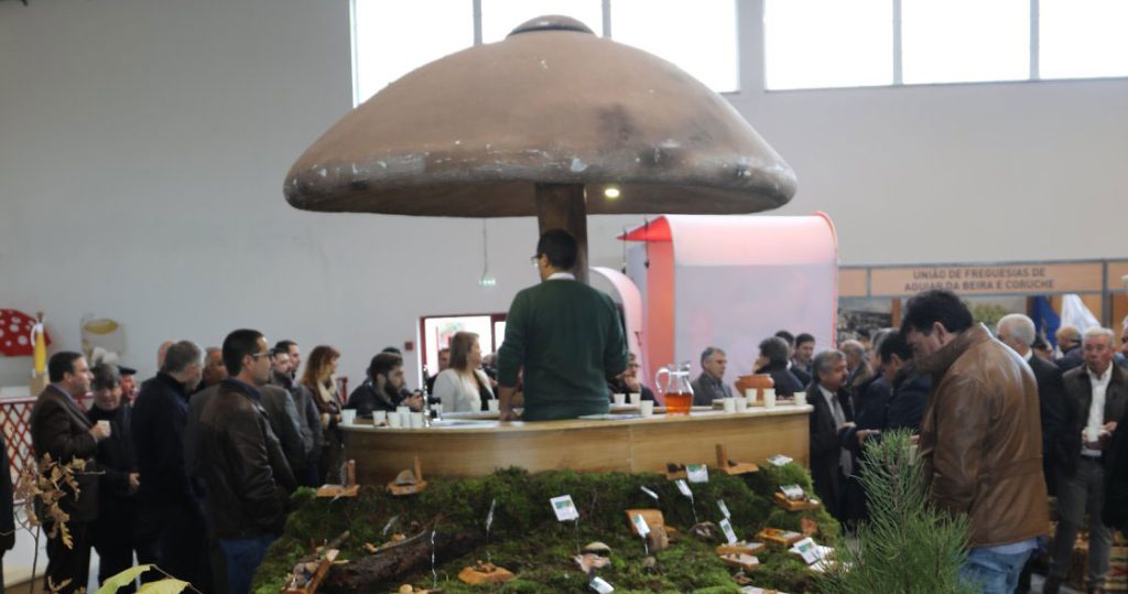  Em Aguiar da Beira prepara-se o míscaro, a castanha e maçã - Jornal do Centro