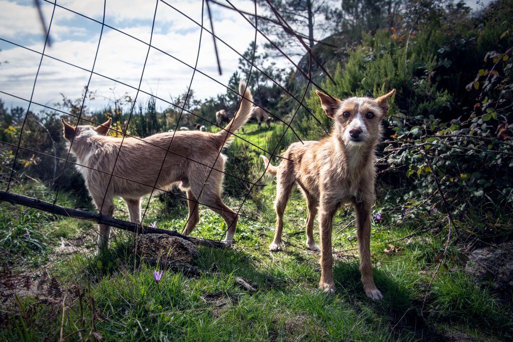  Câmara de Lamego desenvolve plano de ação para lidar com animais - Jornal do Centro