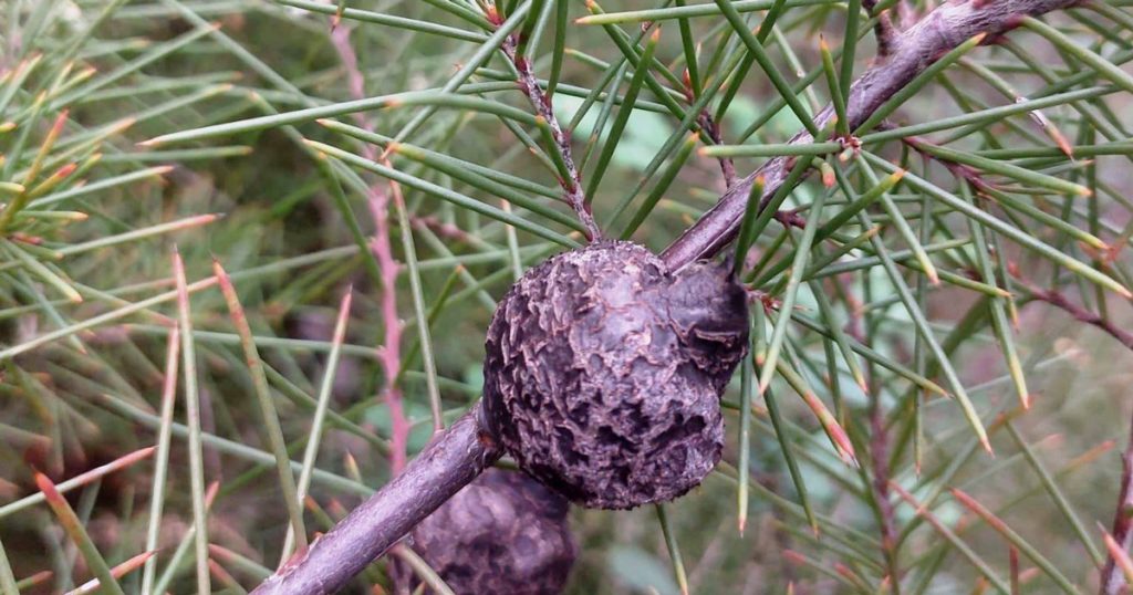  Espécie invasora detetada em Oliveira de Frades, autarquia alerta para danos ambientais - Jornal do Centro