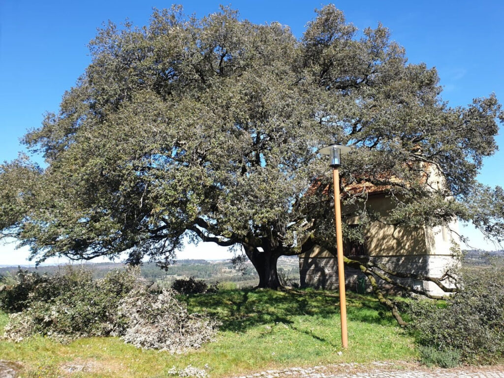  Em Nelas, árvores centenárias são podadas - Jornal do Centro