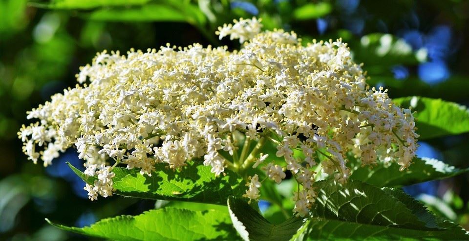  Sabugueiro em flor ‘brilha’ no concelho de Tarouca - Jornal do Centro