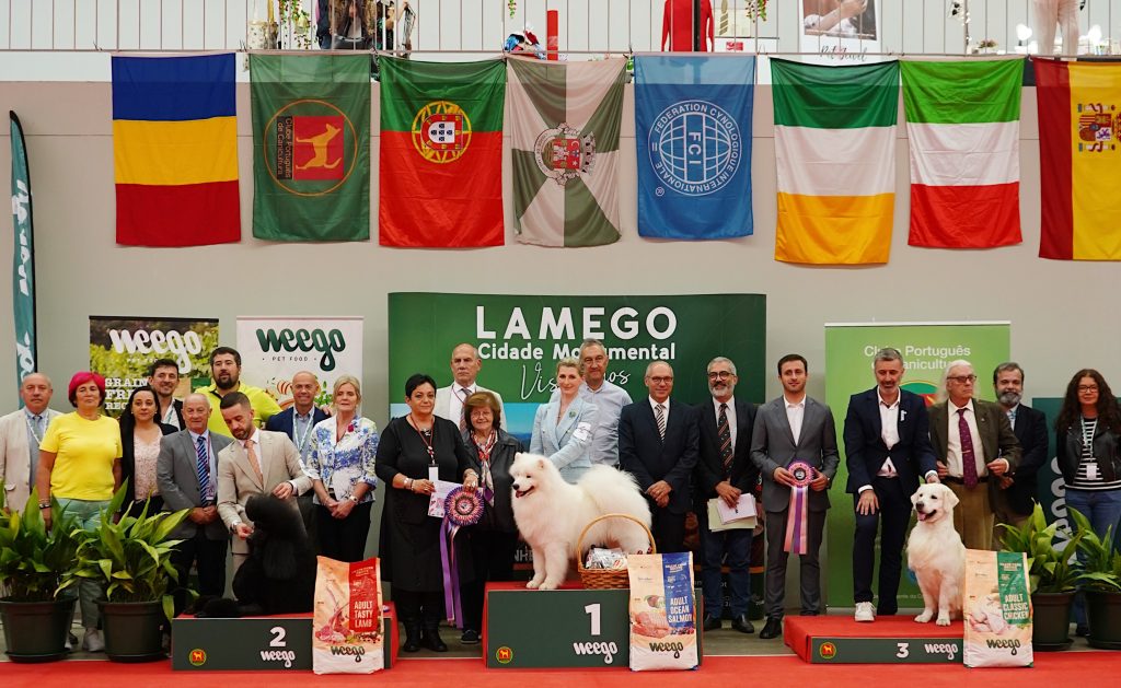  Cão Samoiedo e caniche Grande Preto vencem concursos caninos de Lamego - Jornal do Centro
