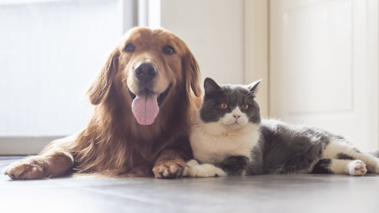  Programa de apoio à esterilização de animais de companhia criado em Tarouca - Jornal do Centro