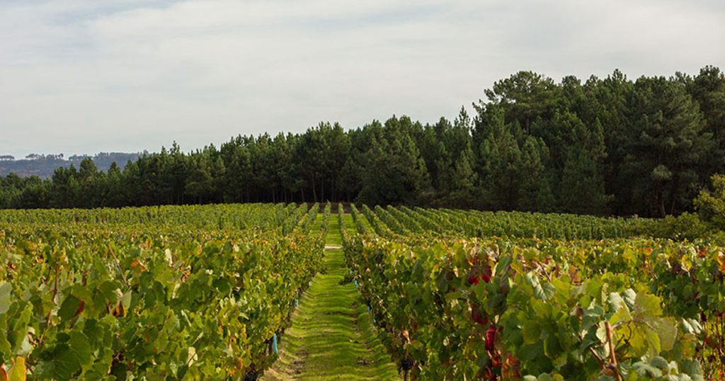 Quinta de Viseu comprada por empresa de vinhos do Porto - Jornal do Centro