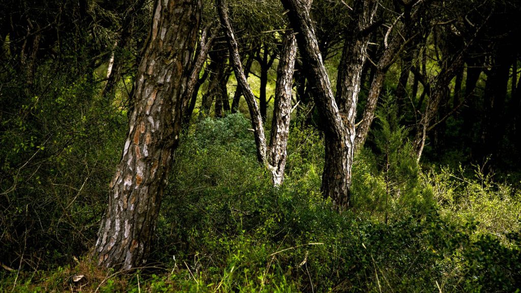  Projeto recolhe memórias da floresta em Vouzela - Jornal do Centro