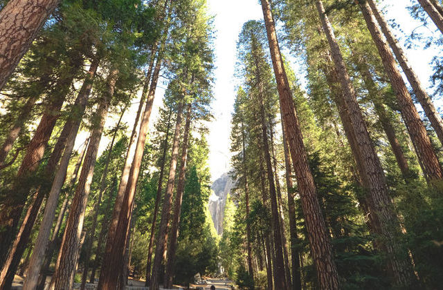  Em Lamego, autoridades organizam ação de defesa da floresta - Jornal do Centro