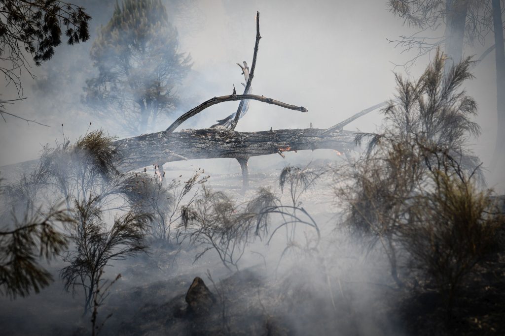  PJ detém suspeito de dez fogos florestais em Vila Nova de Paiva - Jornal do Centro