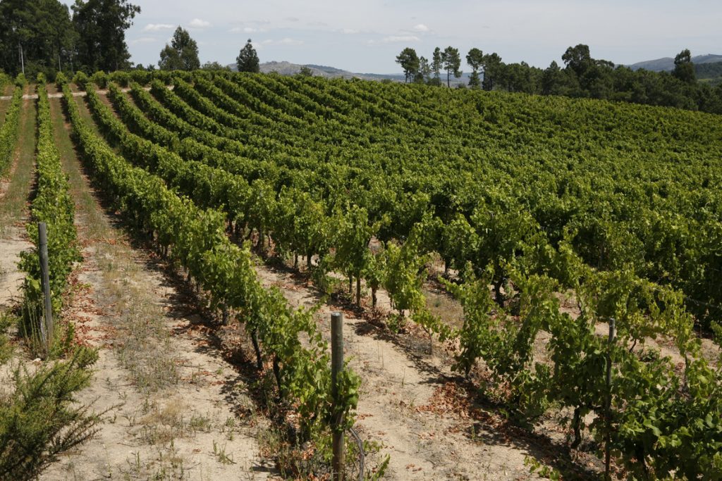  Casa da Ínsua conquista 18 medalhas em concursos de vinhos - Jornal do Centro