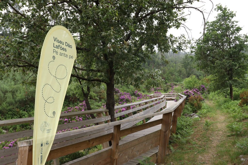  Mais de 1.500 pessoas fizeram os percursos pedestres de Dão Lafões - Jornal do Centro