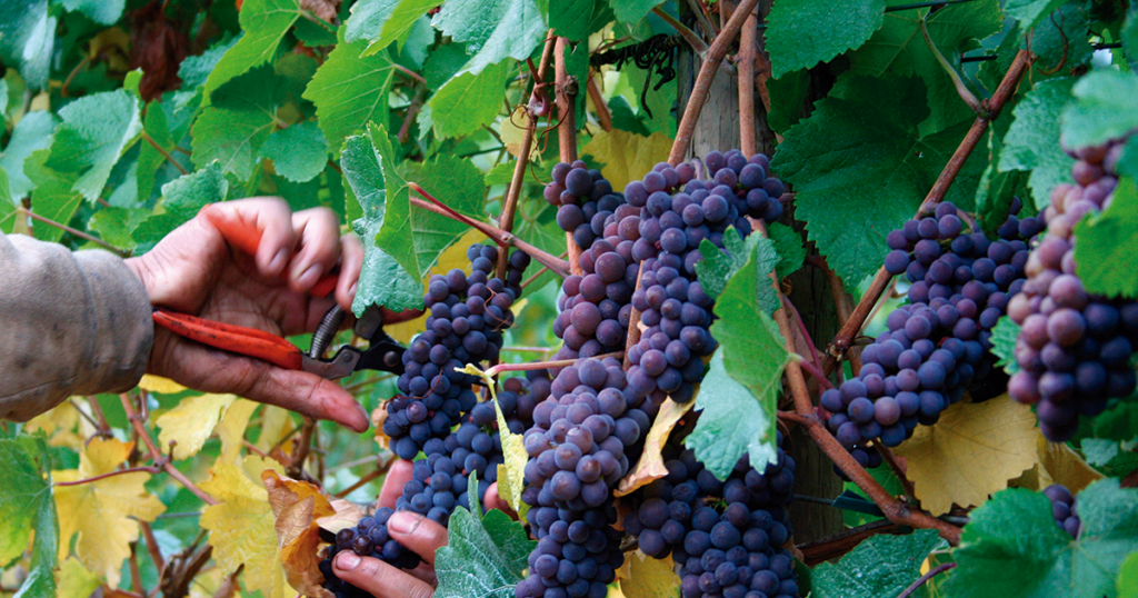  Douro dá o arranque às vindimas em ano “tranquilo” e de aumento de produção - Jornal do Centro