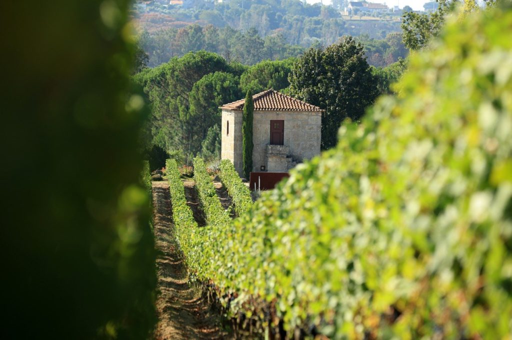  Região do Dão espera vinho em boa quantidade e qualidade - Jornal do Centro
