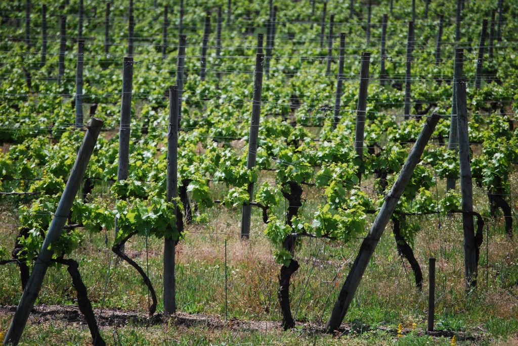  Seca preocupa produtores de vinho do Dão, mas não só - Jornal do Centro