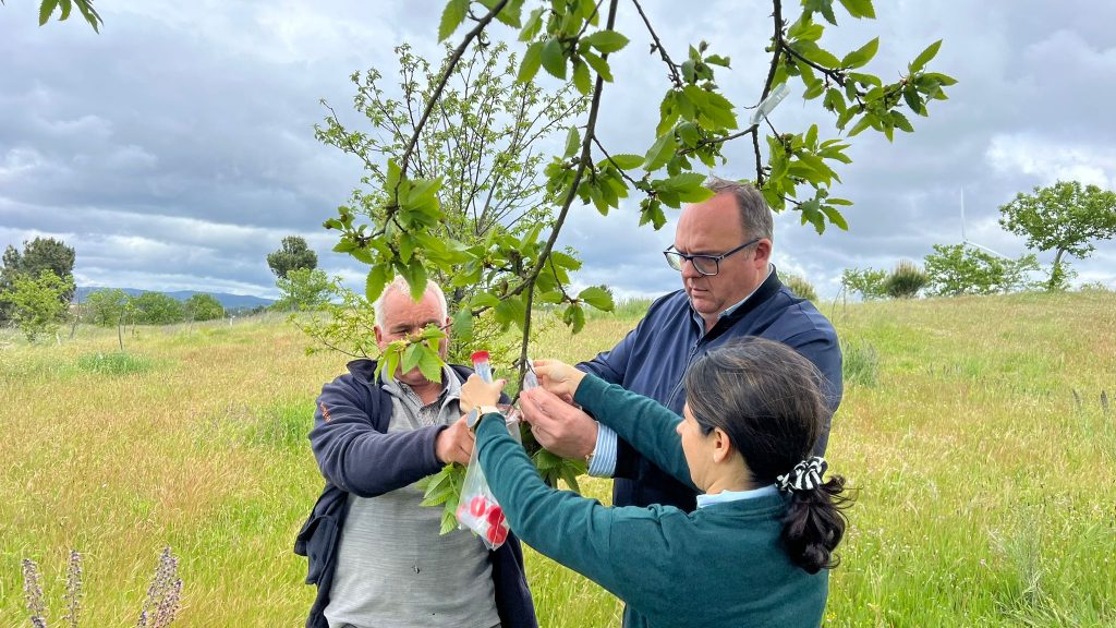  Vespa ameaça produção da castanha em Sernancelhe