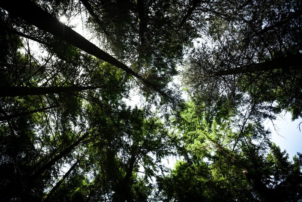  Plantação de árvores em Lamego, no Dia Internacional das Florestas - Jornal do Centro