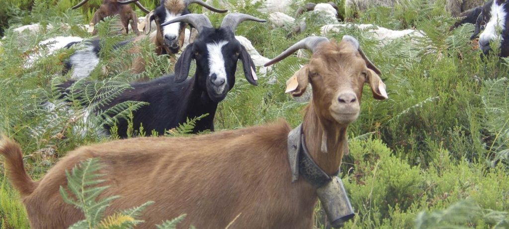  Produtores de Cinfães recebem 10 mil euros de apoios pelos ovinos e caprinos - Jornal do Centro