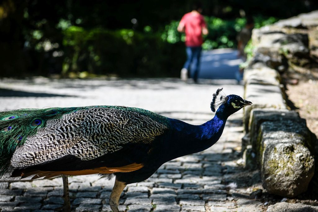  Parques da cidade de Viseu reabertos ao público - Jornal do Centro