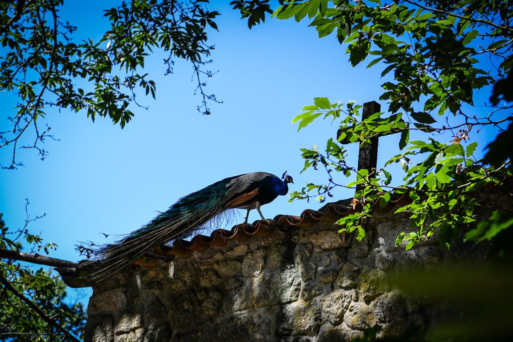  Câmara de Viseu recruta jovens voluntários para vigiar o Fontelo - Jornal do Centro